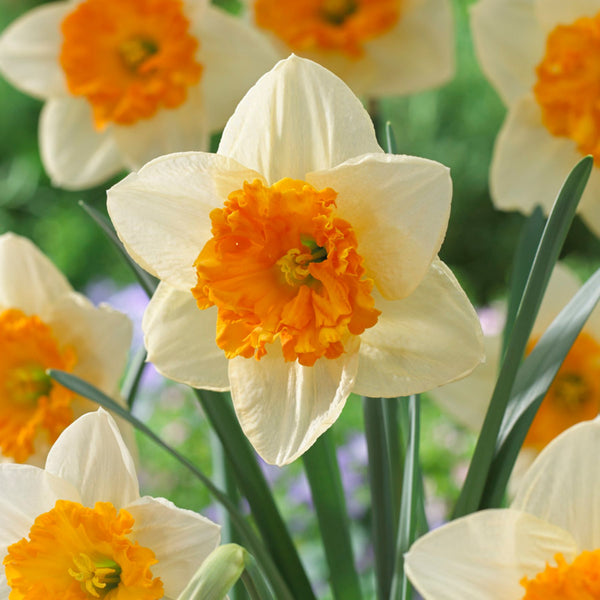 Virginia Sunrise Daffodil | Order Daffodil Bulbs online | Bulbs Direct