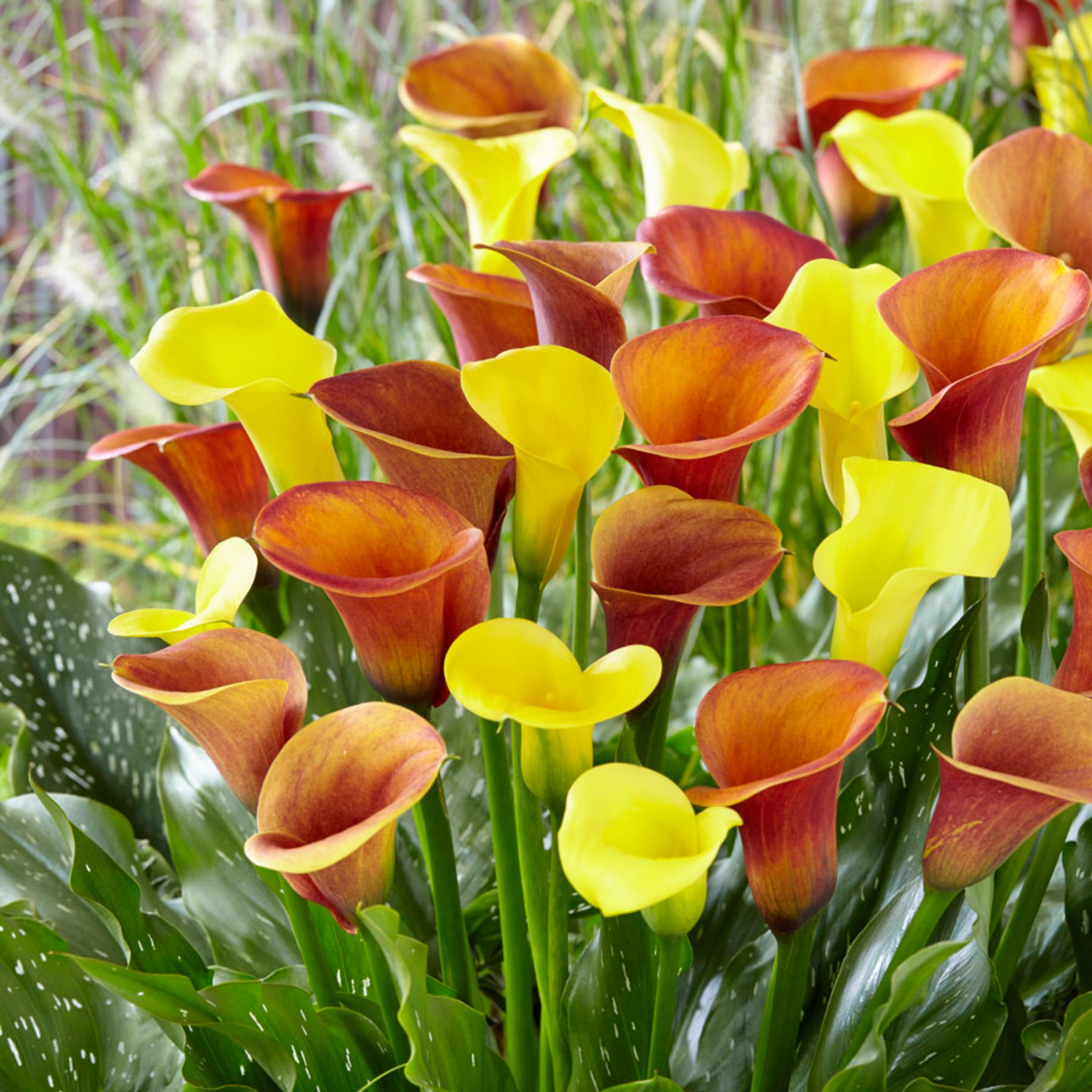 On Fire Calla Lily Mix | Order Mixed Calla Bulbs online - Bulbs Direct