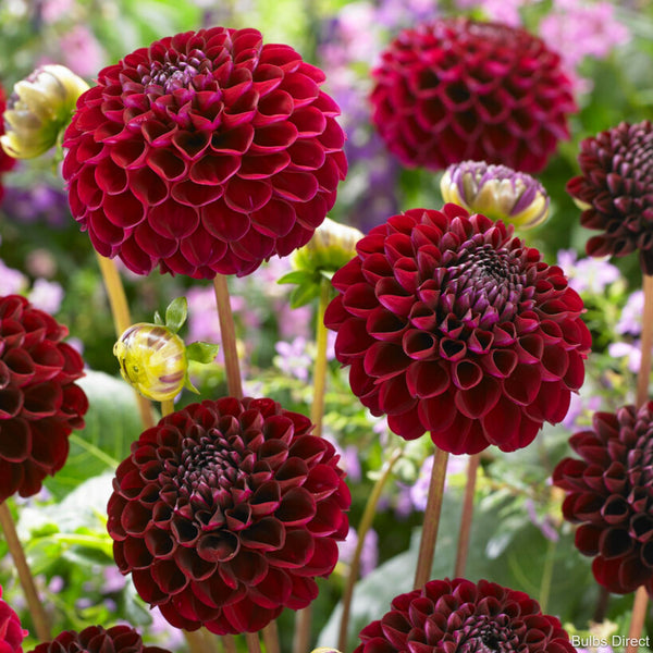 Jennifer Mary Ellen Dahlias  Order Dahlia Tubers online - Bulbs Direct NZ