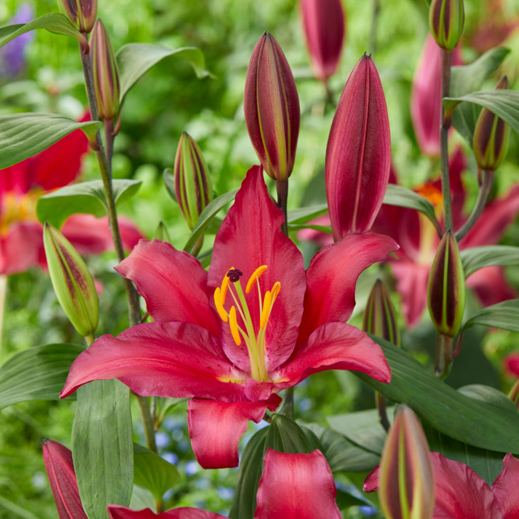 Bombastic Oriental Lilies | Order Lily Bulbs online | Bulbs Direct NZ