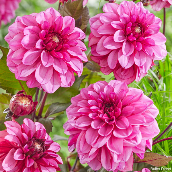 Dahlia Melody Fanfare