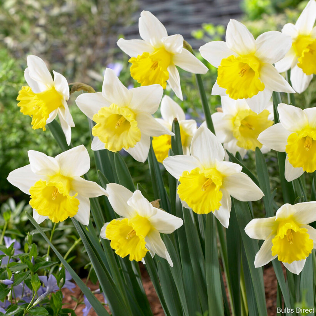 Finland Daffodils | Order Daffodil BulƄs online | BulƄs Direct NZ