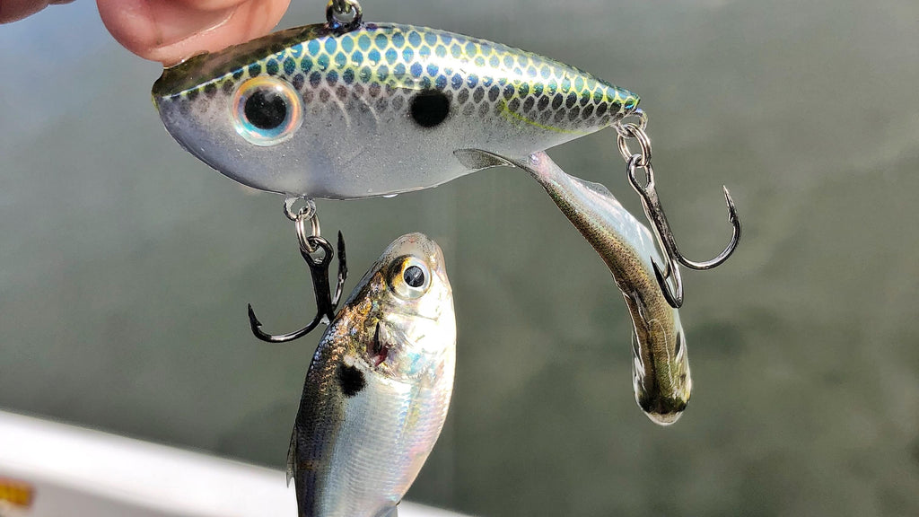 Fall Bass Fishing Tips for Lipless Crankbaits 