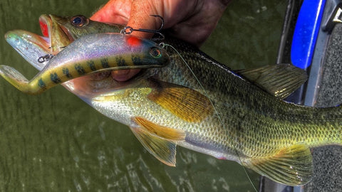 Everything You Need to Know about Fishing a Popper – MONSTERBASS