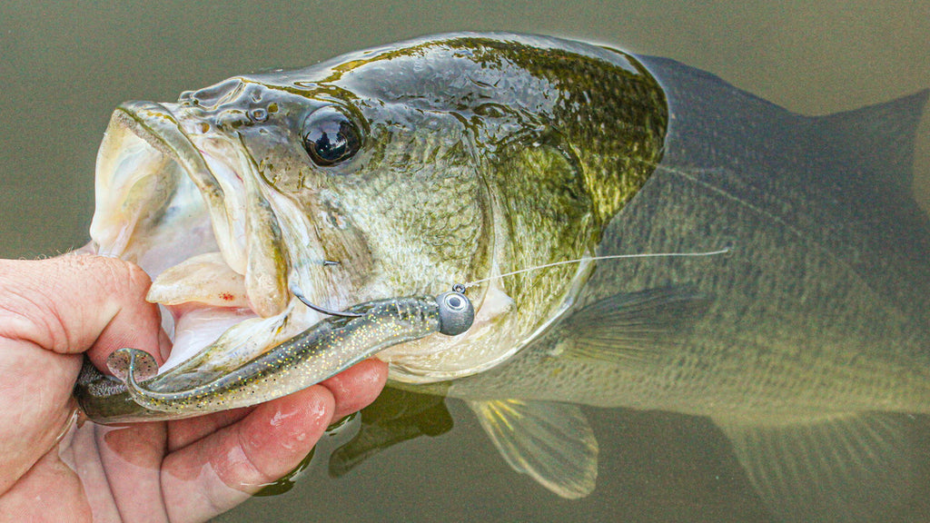 Five Soft Plastics for Wintertime Fishing – MONSTERBASS