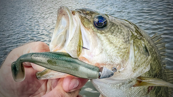 Swimbait Fishing For Bass