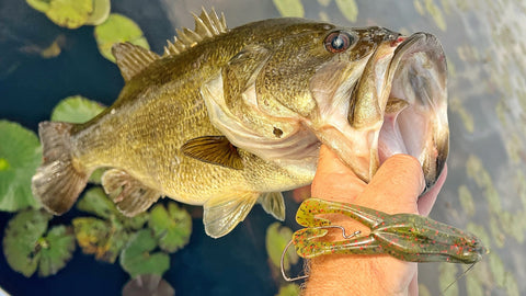 Everything you need to know about fishing a toad – MONSTERBASS