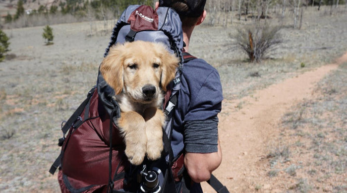 dog hiking gear