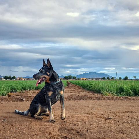 hiking dog co arizona bodhi blue heeler