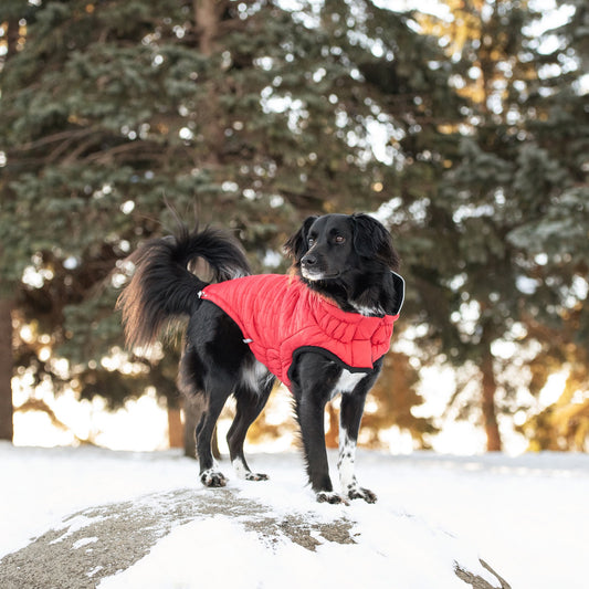 Reversible Dog Coat  Waterproof Dog Jacket - For Dog Lovers