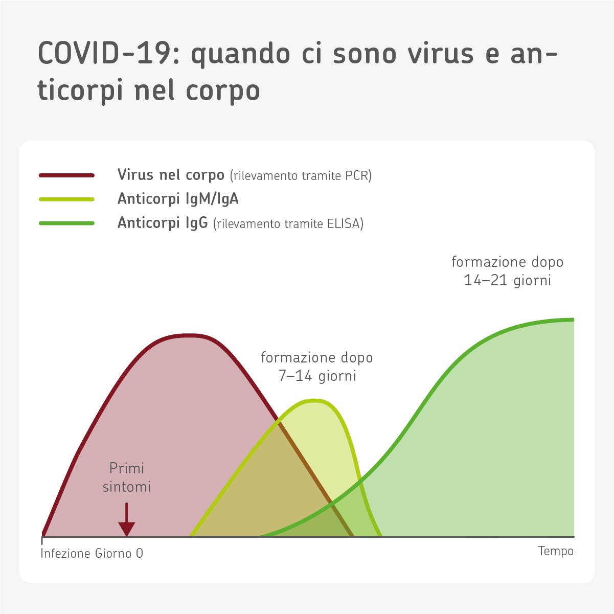 Infografica: Quando sono attivi gli anticorpi contro il coronavirus?