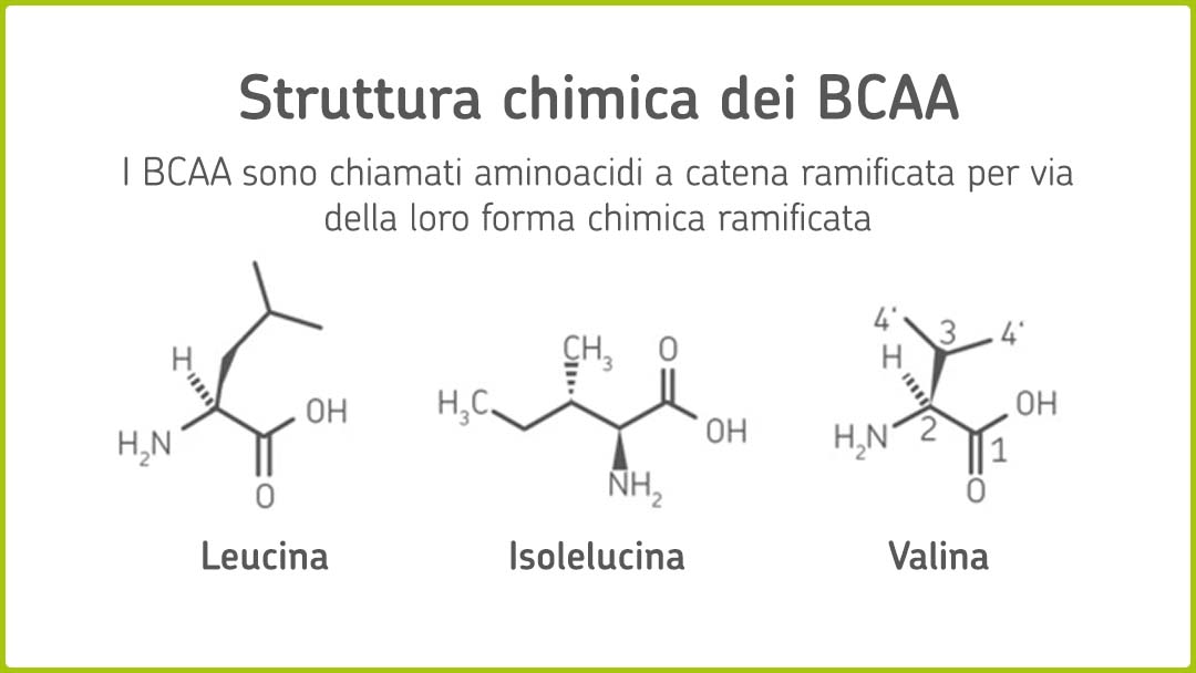 Infografica: struttura chimica dei BCAA