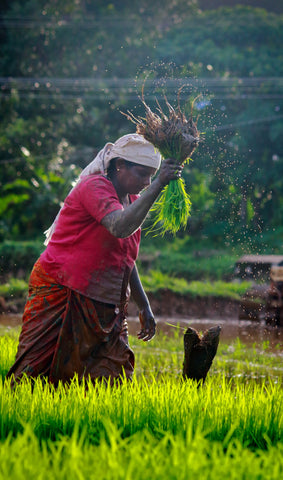 A Indian Lady Farming Fair Trade Food