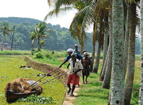 Farmers in India