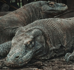 Komodo dragons in Indonesia