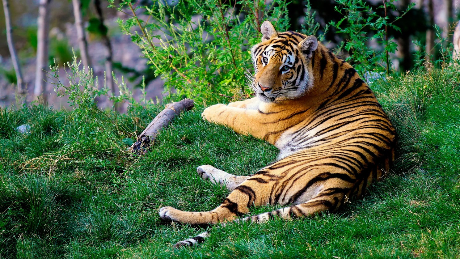 A Tiger Resting