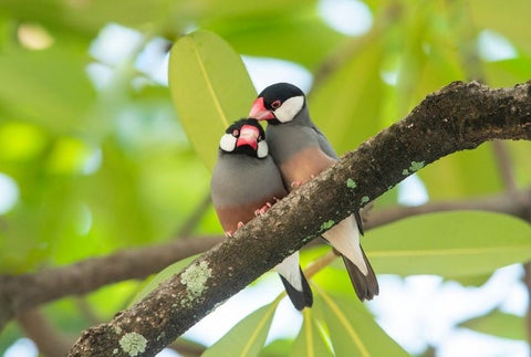 2 Java Sparrows (Lonchura oryzivora)