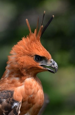 Javan Hawk-Eagle (Nisaetus bartelsi)