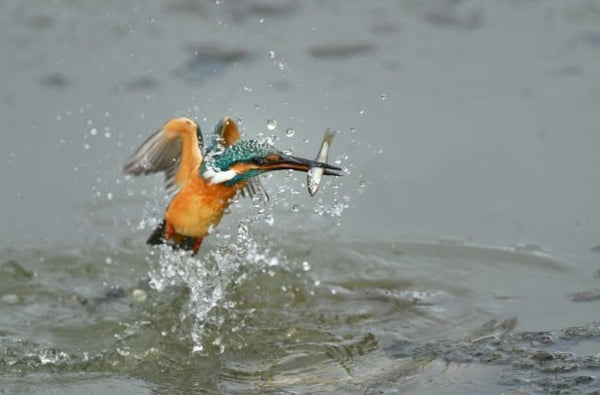 A Kingfisher hunting and catching a Fish