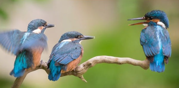 Kingfishers talking to each other.