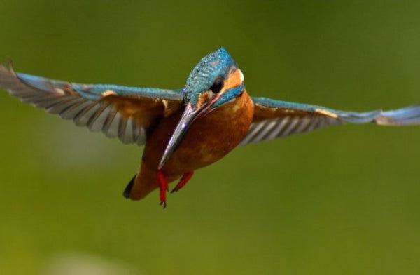 A Beautiful Kingfisher flying