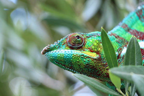 Chameleons in Madagascar