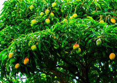 Mango Tree