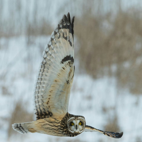 Owls: Masters of silence