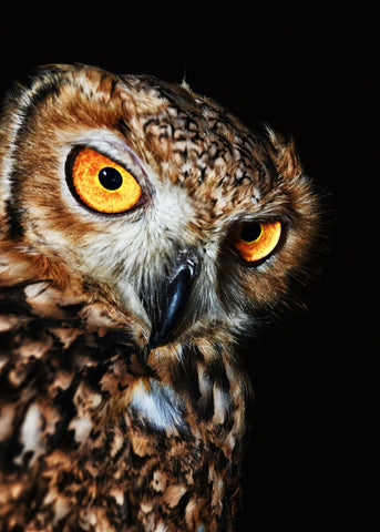 Owls: The eyes of the night