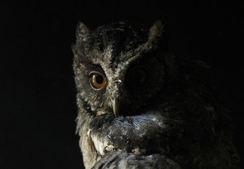 Owls: Solving the Mysteries of the Night Sky