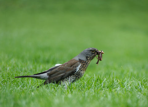 Unveiling the Mysterious World of the Fieldfare: Nature's Feathered Wanderer