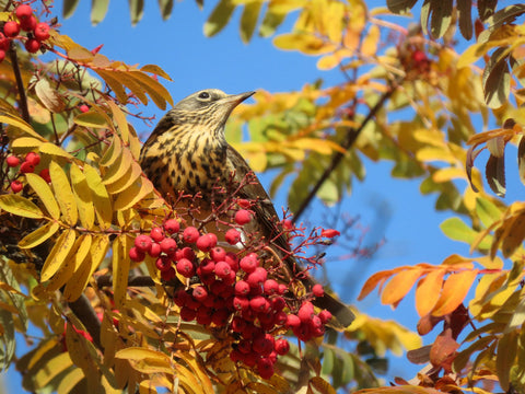 Unveiling the Mysterious World of the Fieldfare