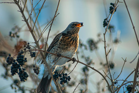 The Fieldfare eating blueberries