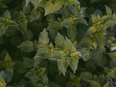 Nettle -uutteen edut hiusten kasvulle