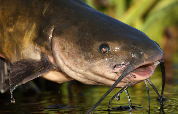 Bowfishing catfish