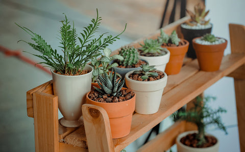 Succulent plants on a wooden shelf