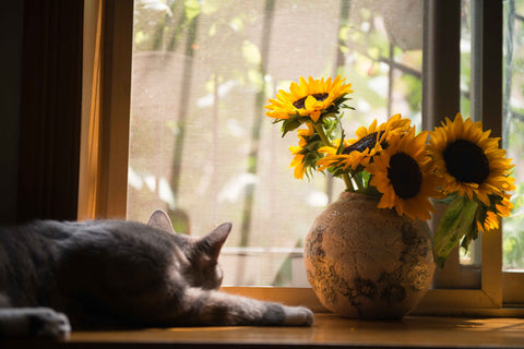 Cat laying down on a table next to sunflowers