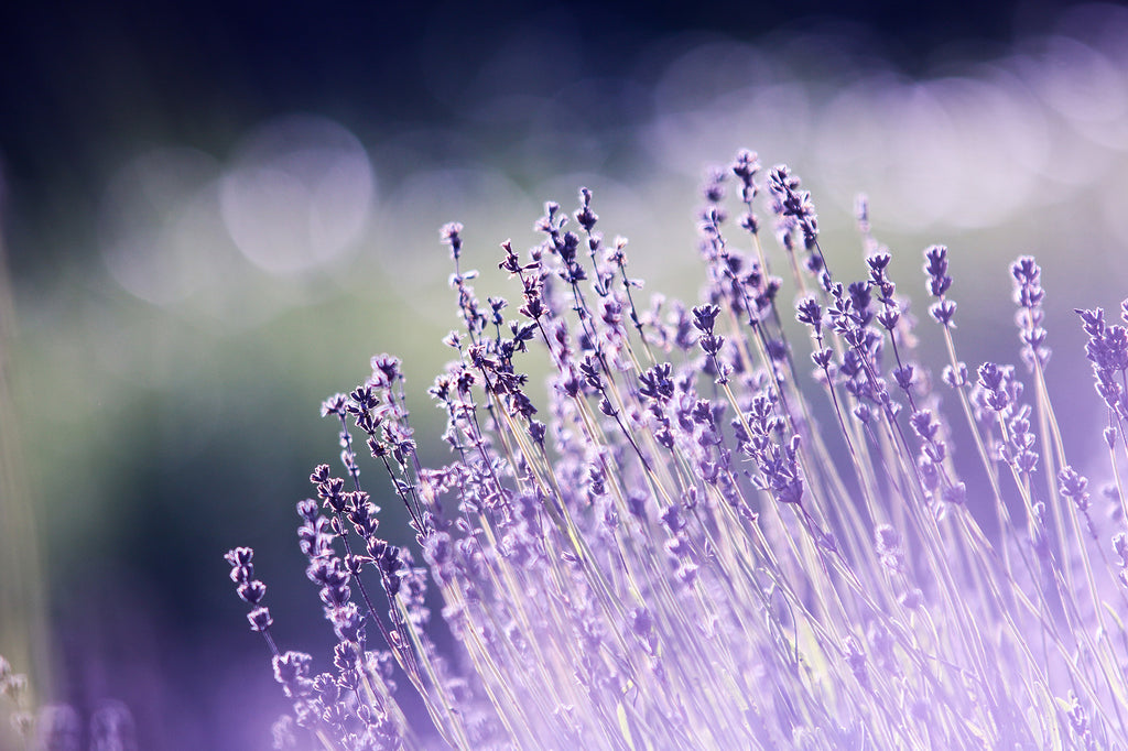 Lavender on Field