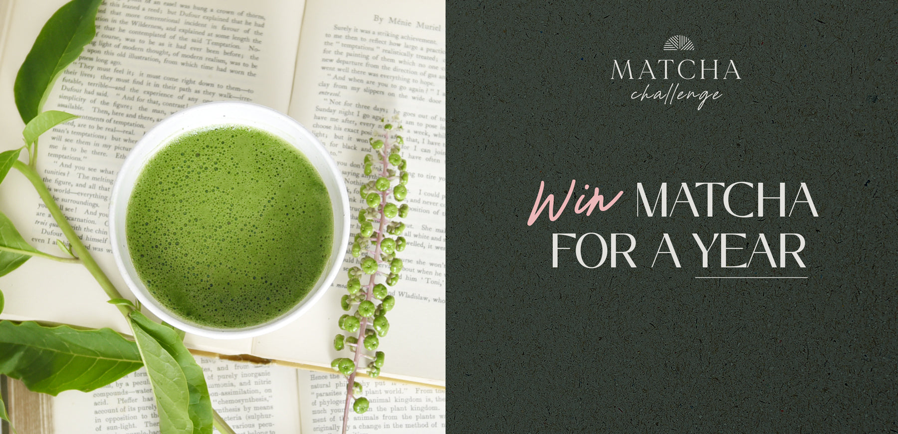 bowl of matcha win matcha for a year