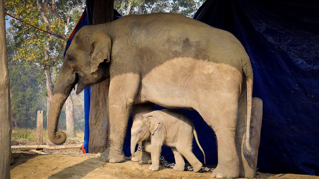 A baby elephant snuggles under the belly of its mother at the Chitwan National Park Elephant Breeding Centre.