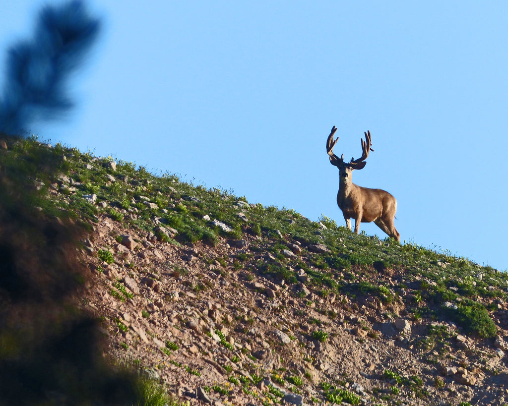 Mountain Mule Deer Buck