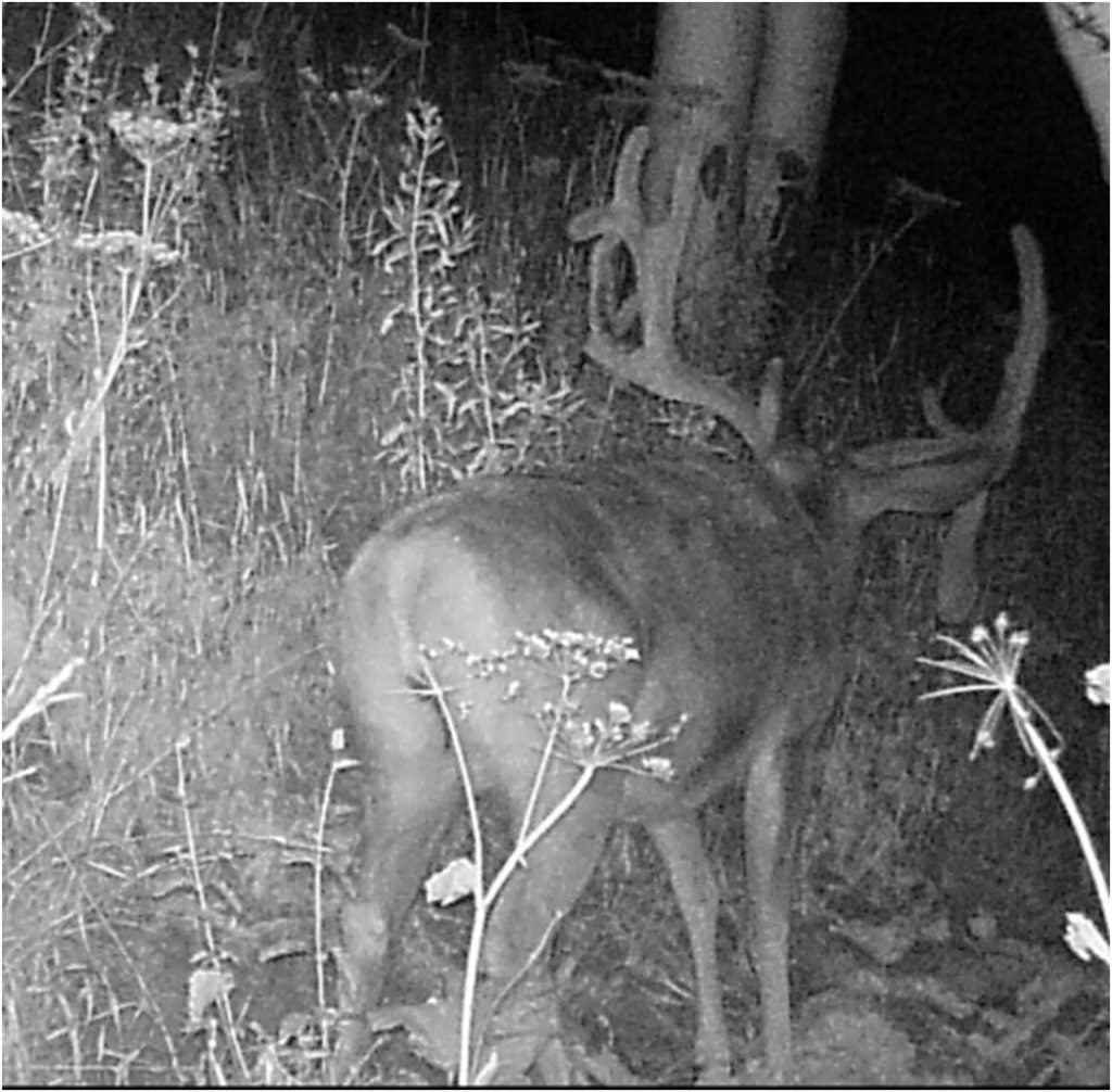 big-droptine-mule-deer-buck