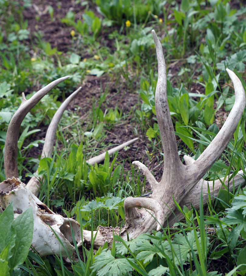 Nontypical Deer Skull in Grass