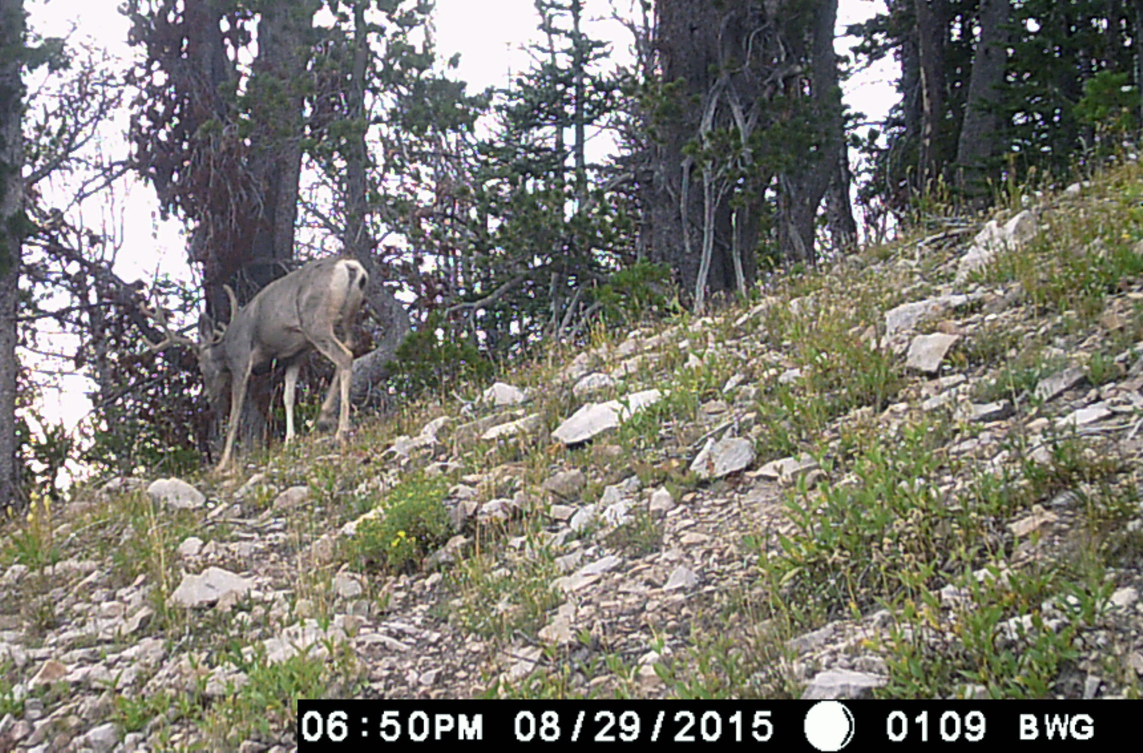 Mule Deer on Trail Cam