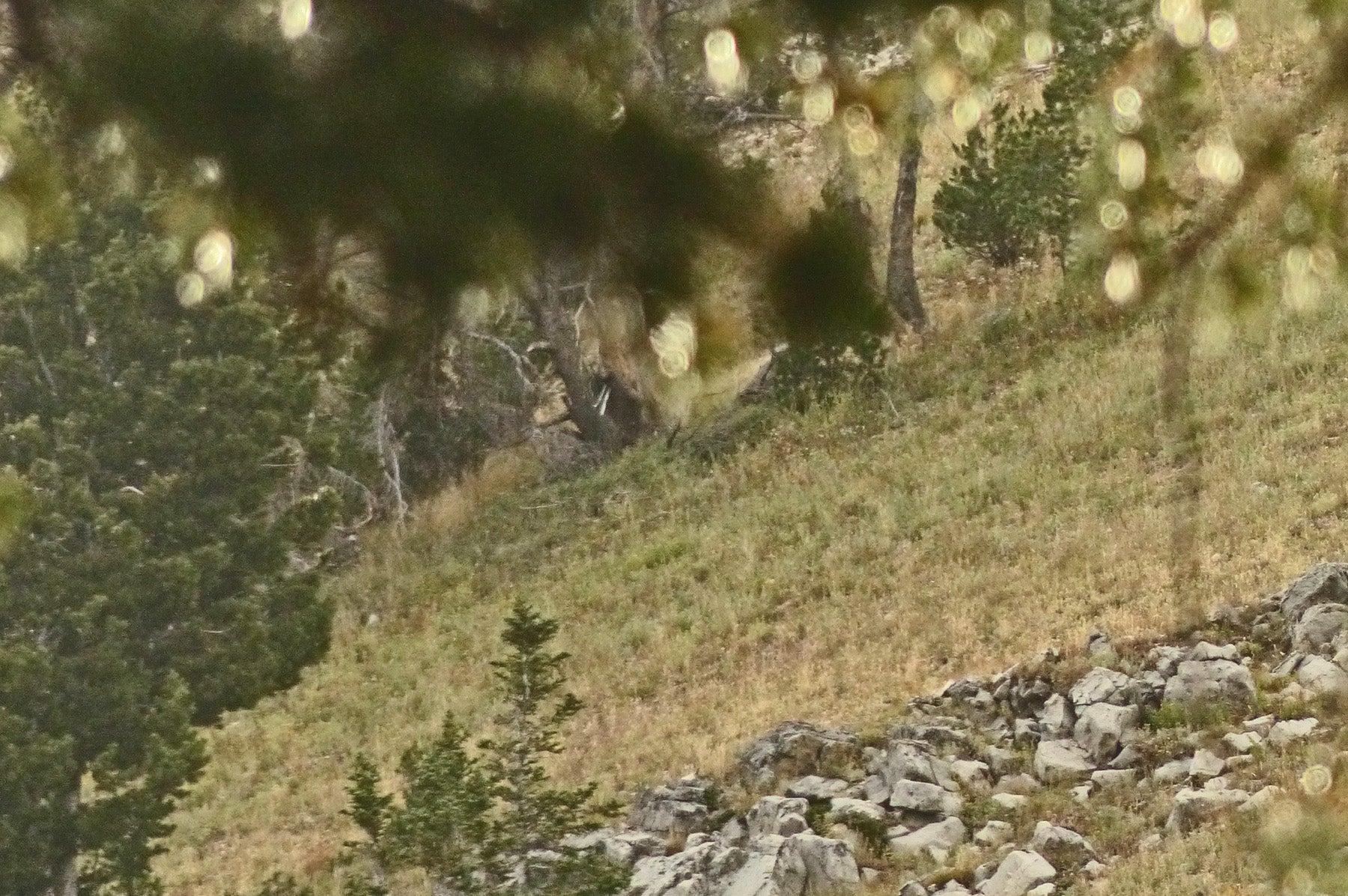 Big Mule Deer Buck in Mid Day Bed