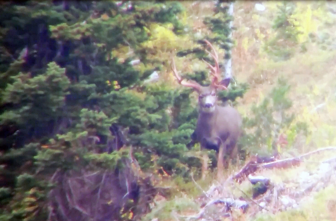 Droptine Mule Deer