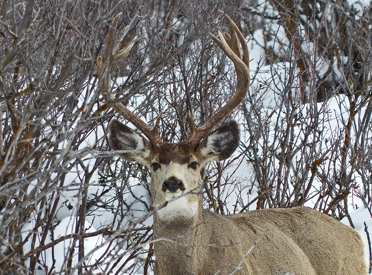 Nontypical Mule Deer Buck in winter