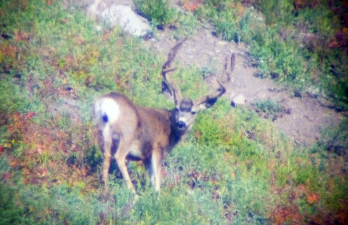 High Country Wyoming Buck