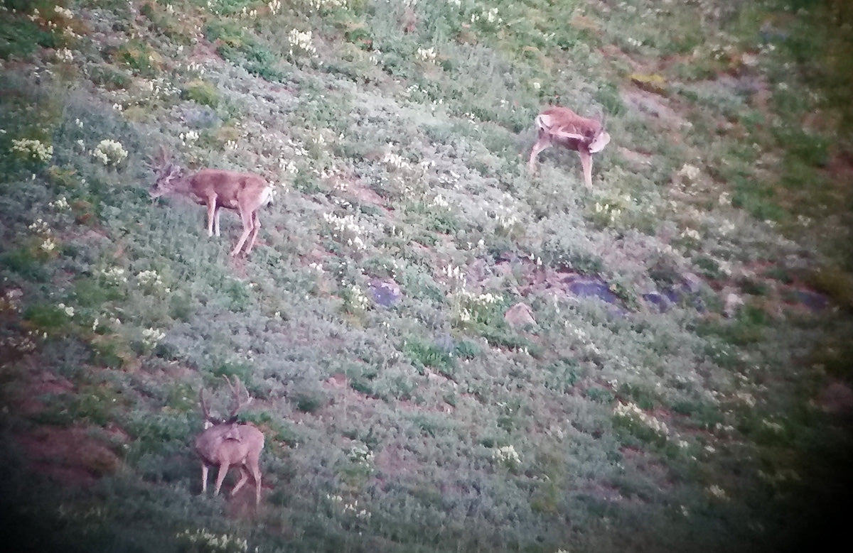 High Country Mule Deer Bucks in Velvet