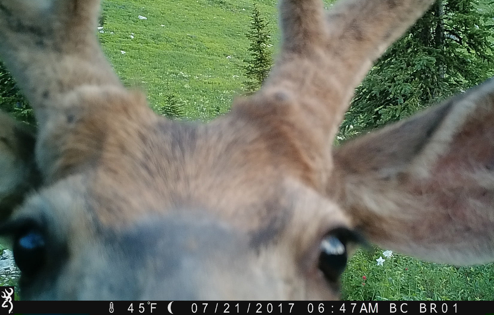 Curious Mule Deer looking at Camera